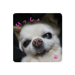 sakura_20230910234410