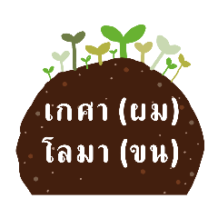 ธาตุ ๔ ของแพทย์แผนไทย