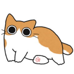 Red tabby & white chubby cat (No text)