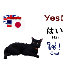 Thai+Japan+Englishไทย ญีปุ่น อังกฤษ Cat1
