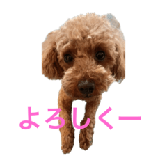 Brown Toy Poodle2