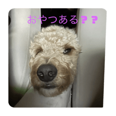 Suzu_20230911225942