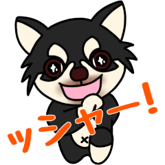 Black Chihuahua Cocoro 6