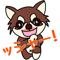 Chihuahua Cocoro 6