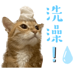 Mimi cat 2023