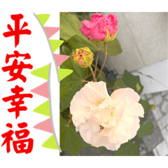 木芙蓉 2