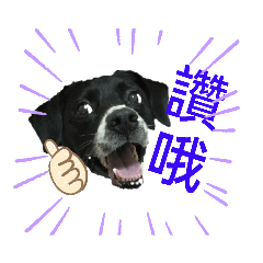 Money全(錢)