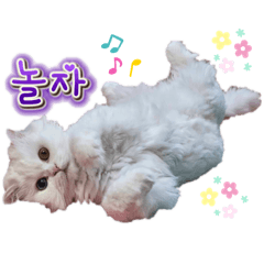 オッドアイの愛猫韓国語