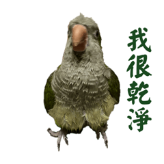 阮企鵝