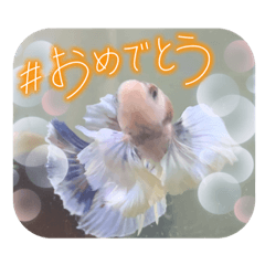 sakura_20230913004254