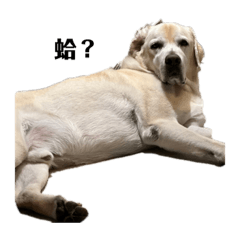 Cindy_20230913015448 – LINE stickers | LINE STORE