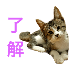 NATSUMI_20230913000459