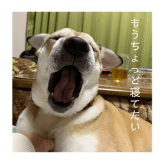 yonemii_20230913122848