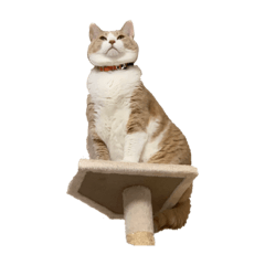 soymaru_20230912220521