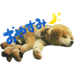 hapitaro_20230913174137