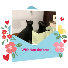 Sunny_20230913184001