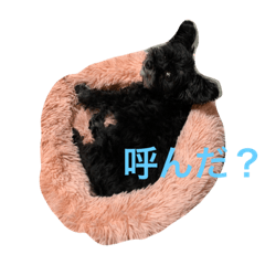 Suzu_20230913192814