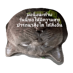MILLA_20230913201954 – LINE stickers | LINE STORE