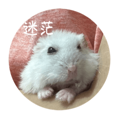 大白的生活日常