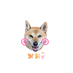 柴柴系-查理老弟