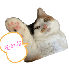 mikeneno Pokky