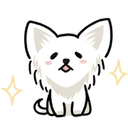Our cute pet Chihuahua-chan