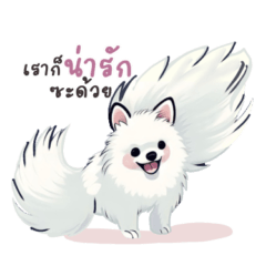 Pomeranian ( The bloodless angle)