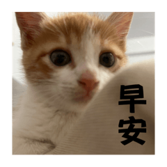 這隻貓叫迅猛龍（日常篇）