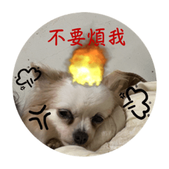 我家の寶