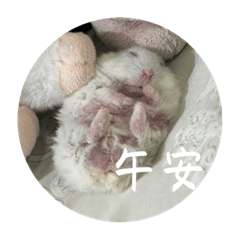 大白的日常生活用語