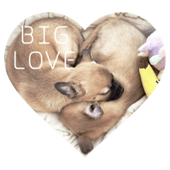 sakura_20230915021542