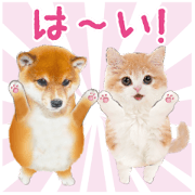 Cute dog cat 22 shiba cat