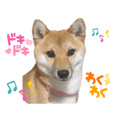 Cute Shiba Inu Sakura sticker (everyday)