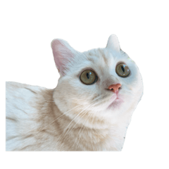 MOCHI NEKO_20230915150837