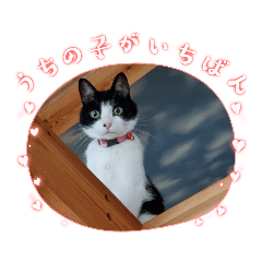 Manaka's cat GEM stickers