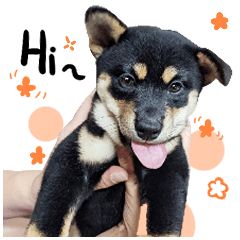 Black Shiba Inu-COW NO.2