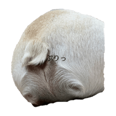 aran_20230915190554