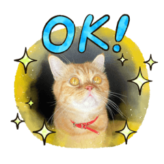 Ni Jan young boy cat