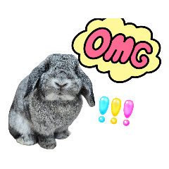 Daw Rabbit_20230916055515