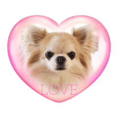 sakura_20230915224957