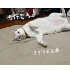 ❤️貓人士2