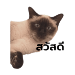 Cat of siam (Wichien maat)