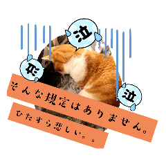 sakura_20230916123446