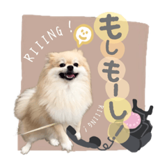 tanuki_20230916161958