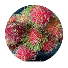Nephelium lappaceum 2