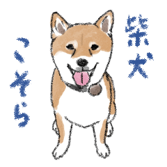 柴犬こそら