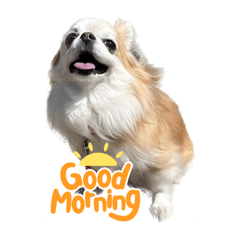 sakura_20230916210417