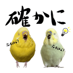 池田のインコズ！！