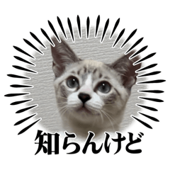 suzu_20230916194054