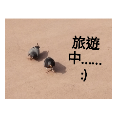 題組成風
